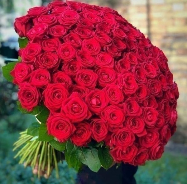 100 شاخه رز هلندی