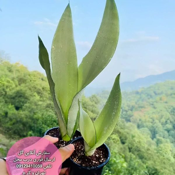 گیاه سانسوریا مهتابی