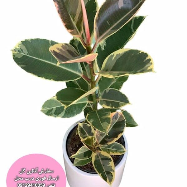 قیمت و خرید فیکوس ابلق بهترین کیفیت ارسال سه ساعته