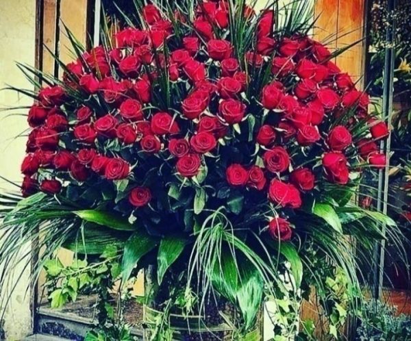 200 شاخه رز هلندی