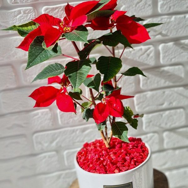 گلدان گل بنت قنسول کد 367 - گل فروشی آنلاین رزگاردن