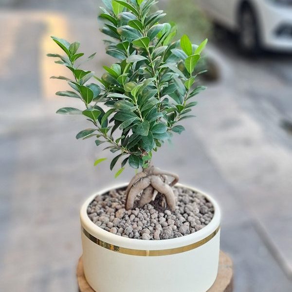 گلدان بونسای شمشاد کد 595 - گل فروشی آنلاین رزگاردن